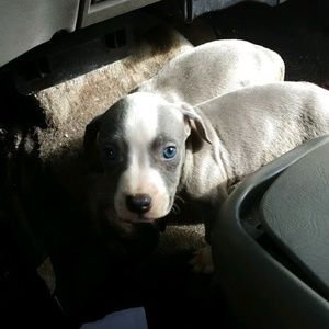 Meet your Posher, Lacreama